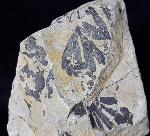 Ginkgo huttoni (STERNBERG in HEER 1876) - Bild &copy; FossNet FossilienStore